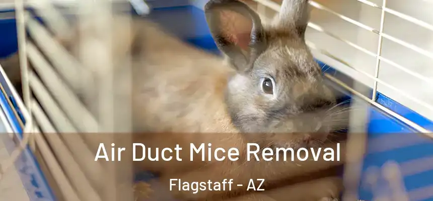 Air Duct Mice Removal Flagstaff - AZ